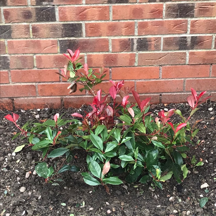 Plant image Photinia x fraseri 'Carre Rouge'