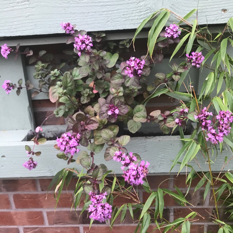 Plant image Origanum Laevigatum 'Rosenkuppel'