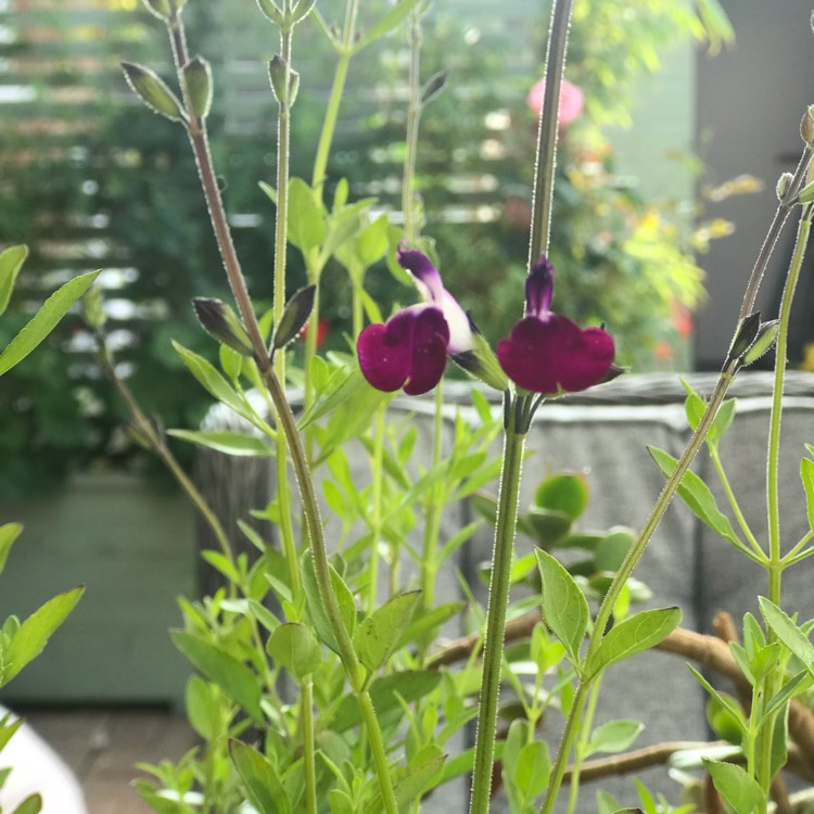 Plant image Salvia 'Amethyst Lips'