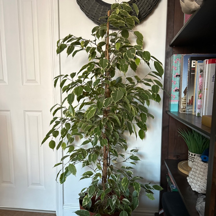 Plant image Ficus benjamina 'Golden King'