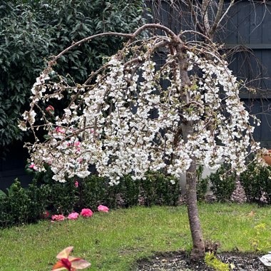 Prunus 'Snow Showers' syn. Prunus 'Hilling's Weeping'