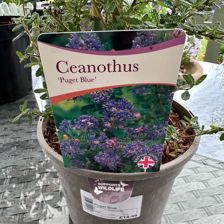 Plant image Ceanothus 'Puget Blue'