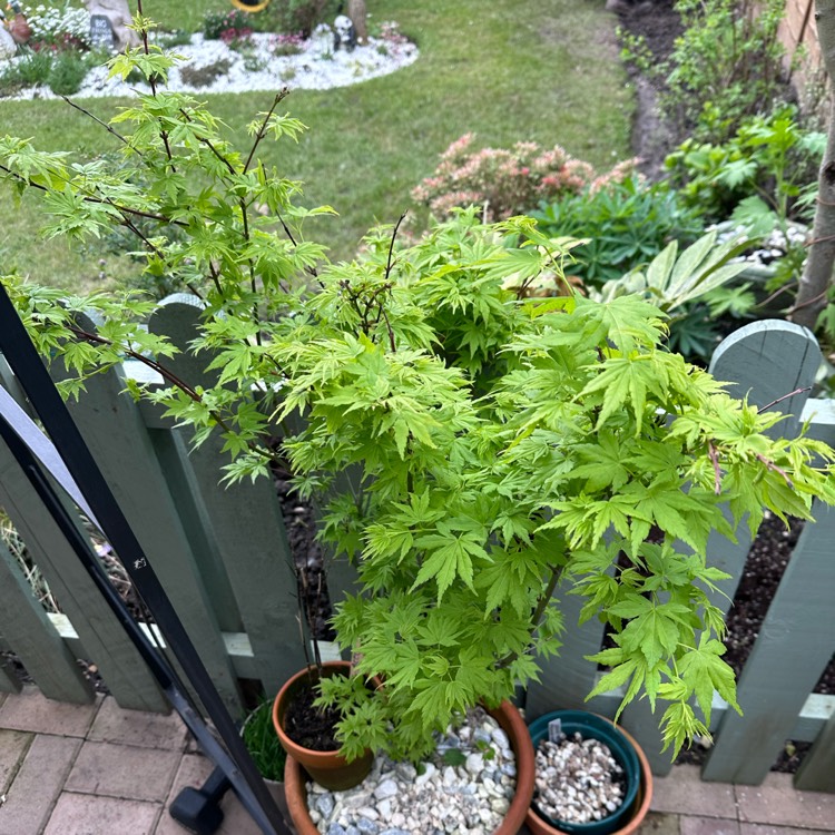 Plant image Acer palmatum 'Sonkootgre' syn. Acer palmatum 'Going Green'