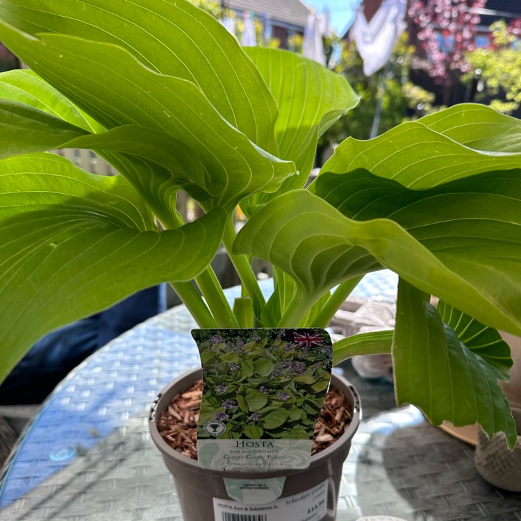 Plant image Hosta 'Sum and Substance'