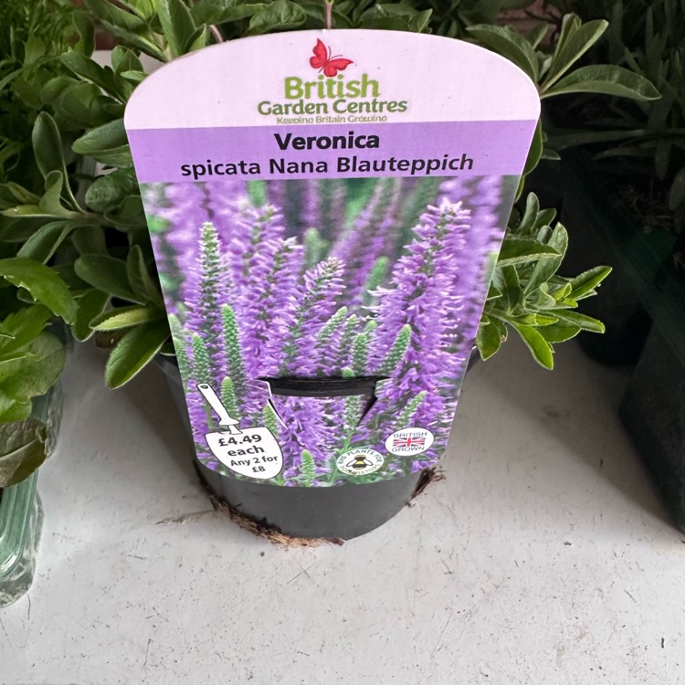 Plant image Veronica spicata 'Nana Blauteppich' syn. Veronica spicata 'Blue Carpet'