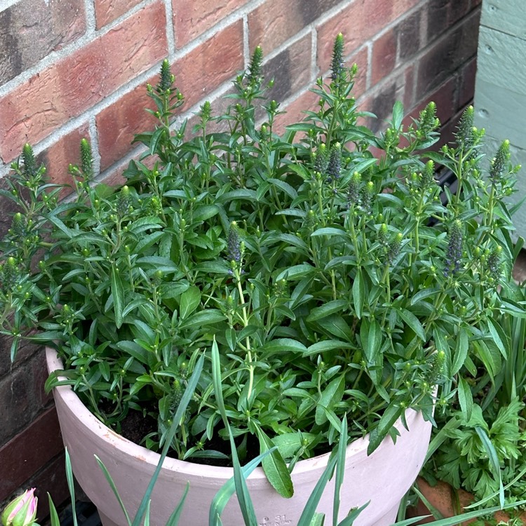 Plant image Veronica spicata 'Yabblu' syn. Veronica spicata 'Inspire Blue'