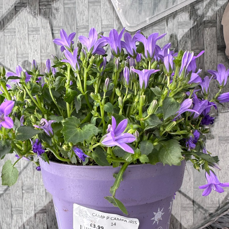 Plant image Campanula 'Ambella Purple'