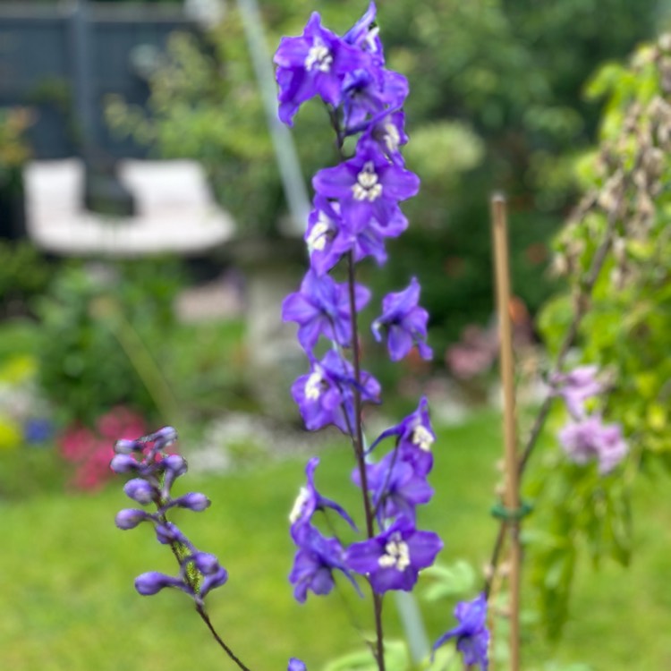 Plant image Delphinium elatum 'Summer Skies'