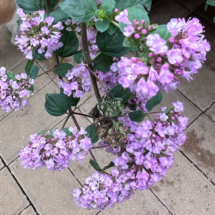 Plant image Origanum Laevigatum 'Rosenkuppel'