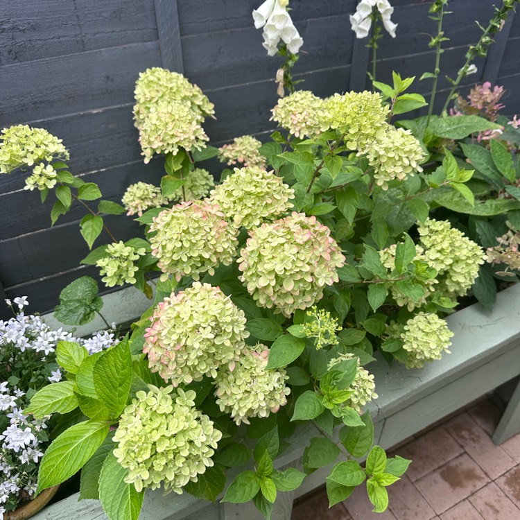 Plant image Hydrangea paniculata 'Jane' syn. Hydrangea paniculata 'Little Lime'