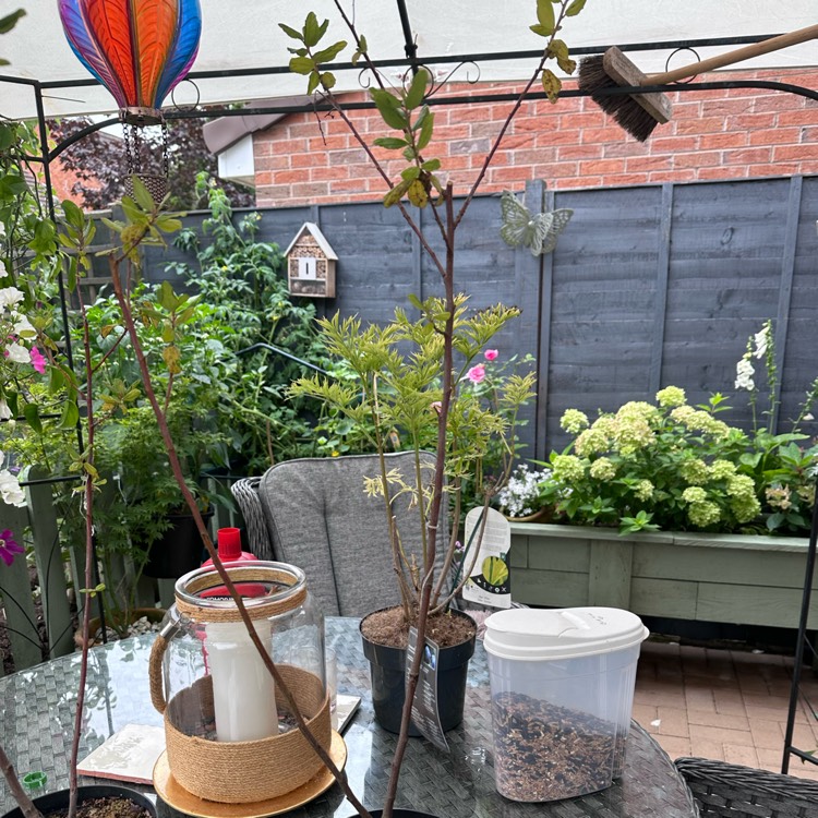 Plant image Ceanothus 'Autumnal Blue'