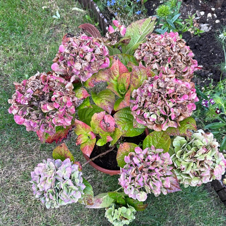 Plant image Hydrangea macrophylla 'Ankong Blue'