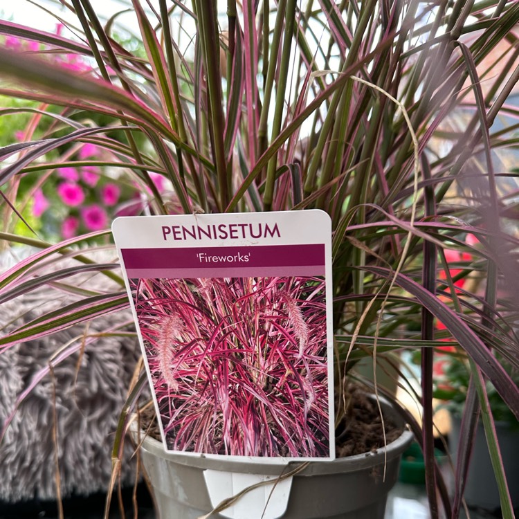 Plant image Pennisetum advena 'Fireworks' syn. Pennisetum setaceum 'Fireworks'