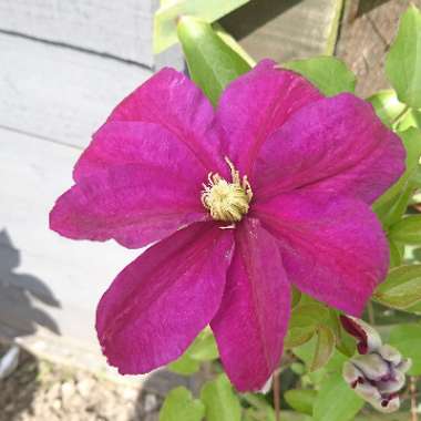 Clematis 'Niobe'