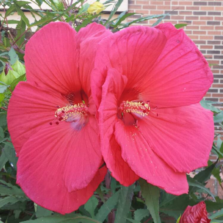 Plant image Hibiscus extreme 'Hot Pink'