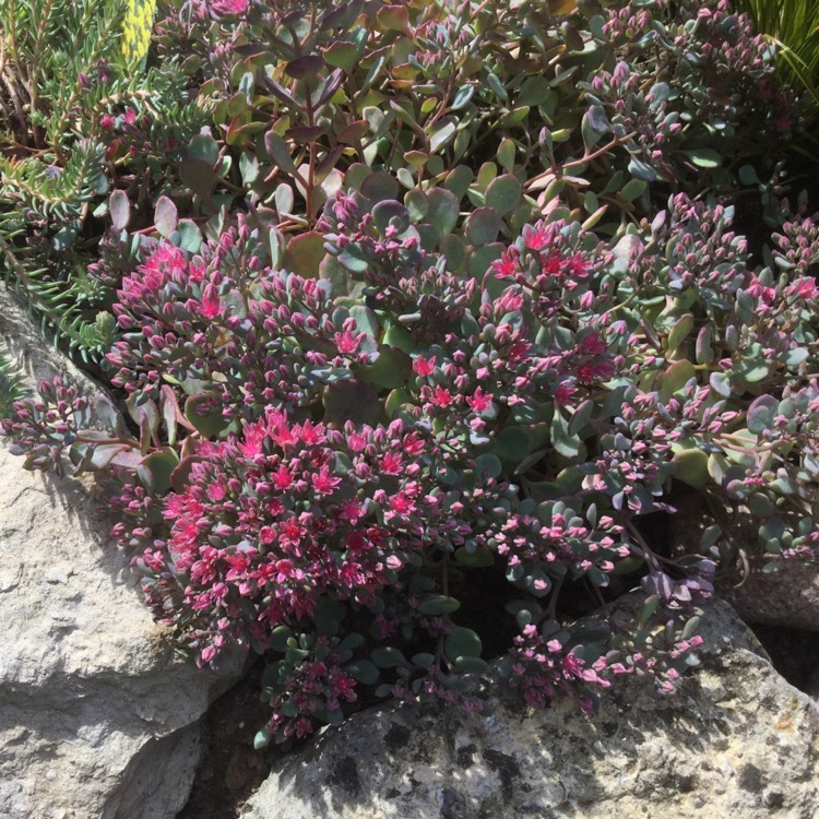 Plant image Sedum 'Rose Carpet'