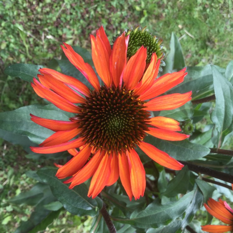 Plant image Echinacea 'Apecssior' (Sunseekers Series) syn. Echinacea 'Sunseekers Orange'