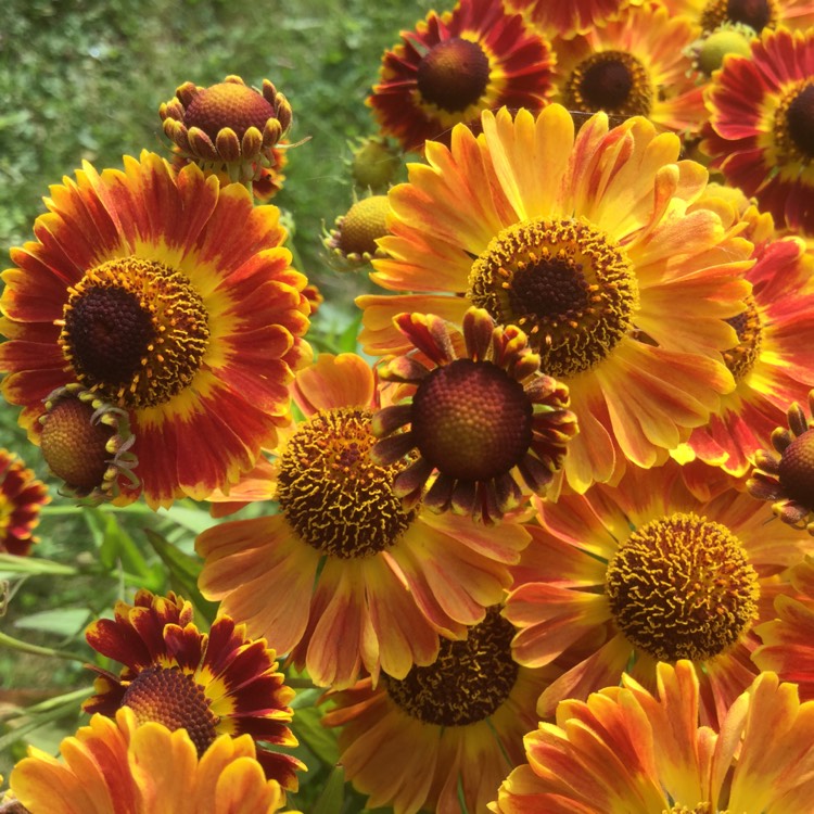 Plant image Helenium autumnale Mariachi 'Fuego'