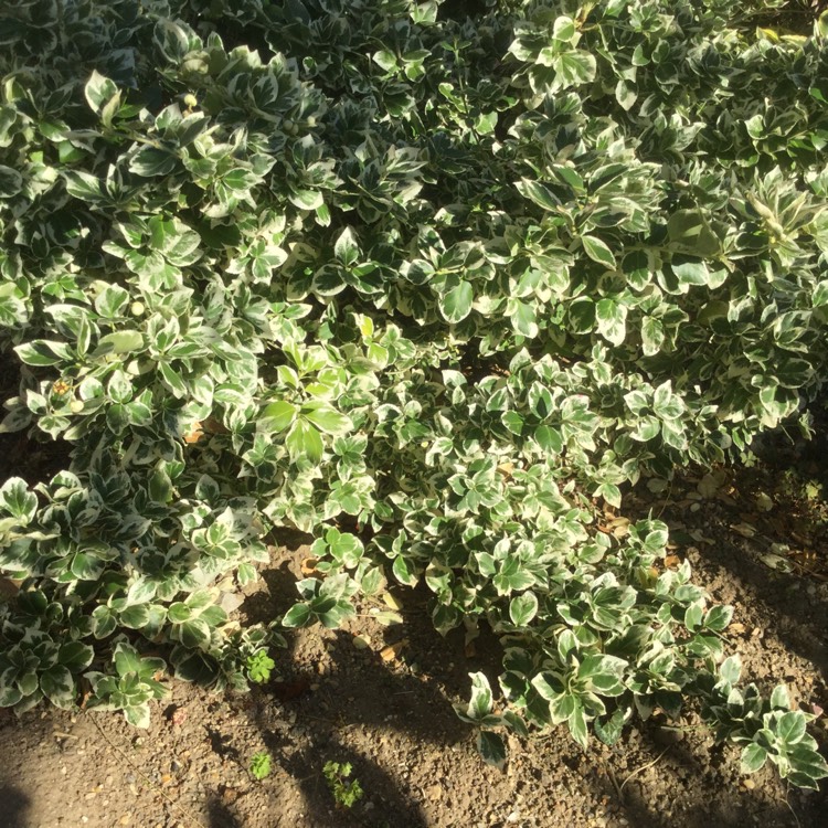 Plant image Euphorbia leucocephala 'Snow Flake'