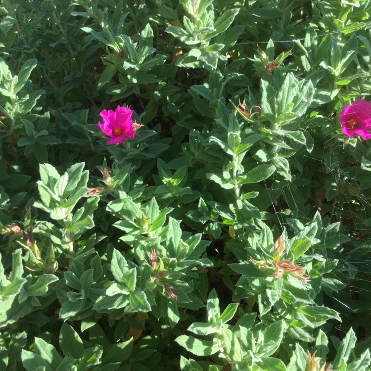 Plant image Cistus x pulverulentus 'Sunset'