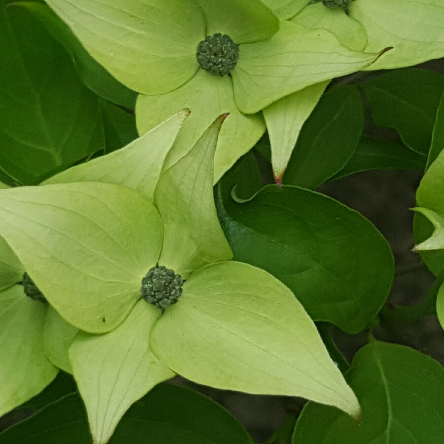 Plant image Cornus kousa