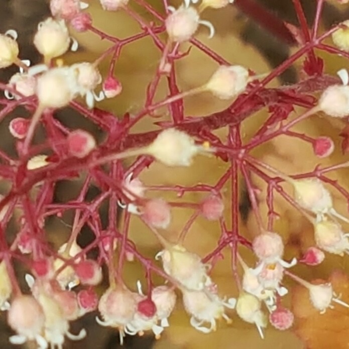 Plant image Heuchera Dolce 'Crème Brûlée'