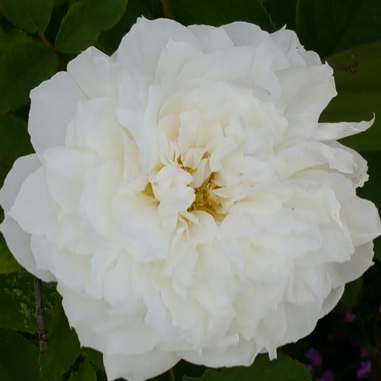 plant image 128157