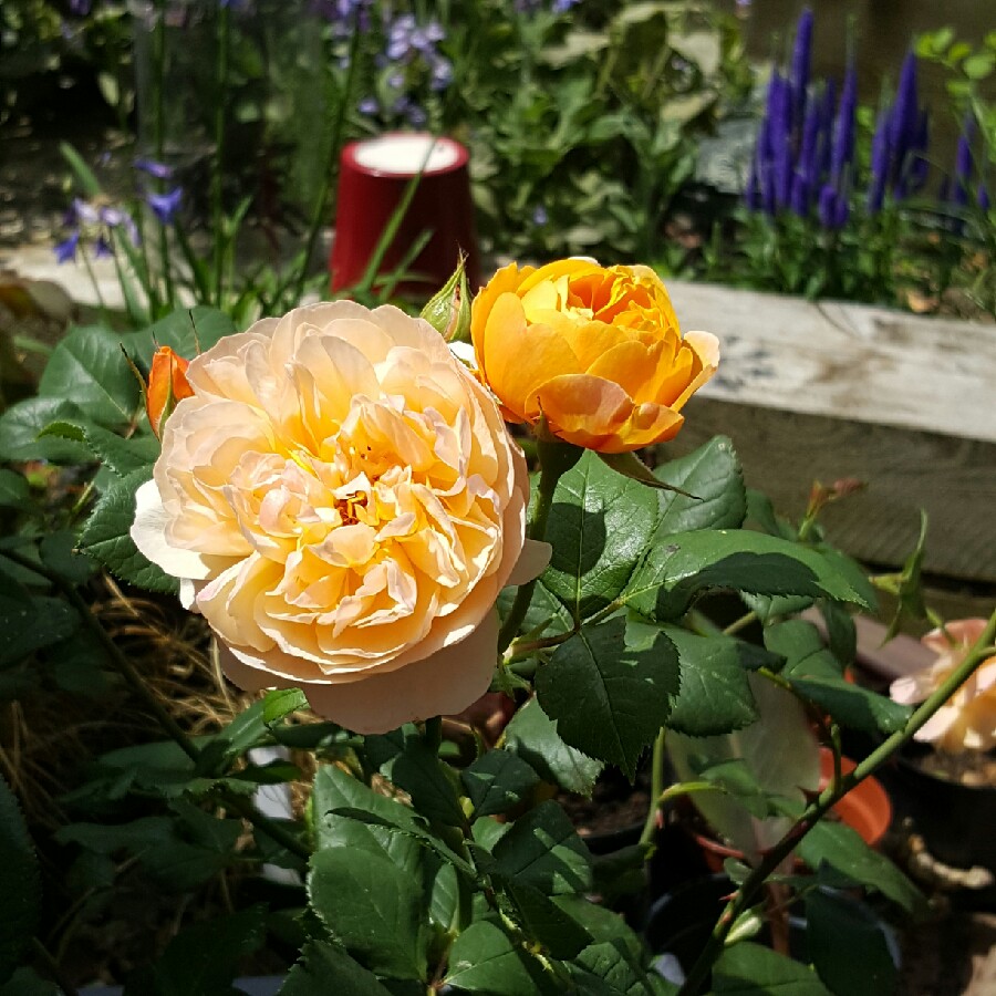 Rose 'Roald Dahl' (Shrub)