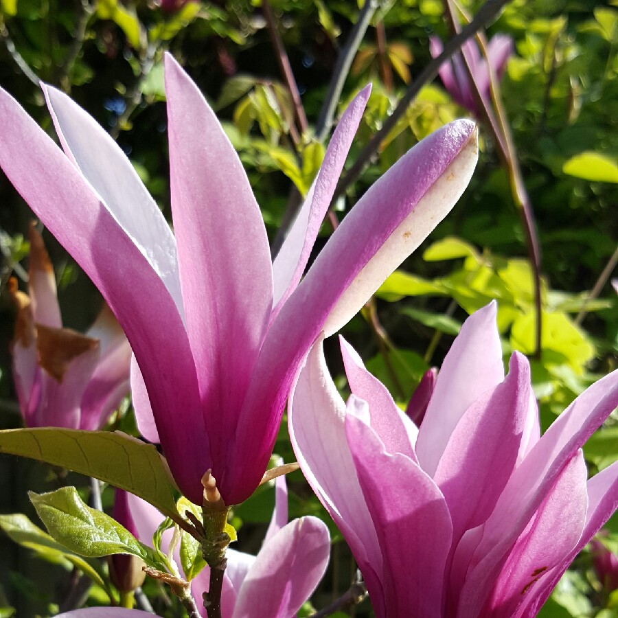 Plant image Magnolia liliiflora 'Nigra'