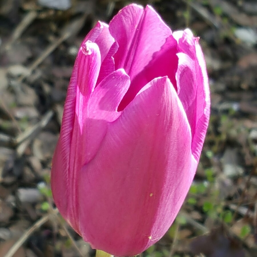 Plant image Tulipa 'Negrita'