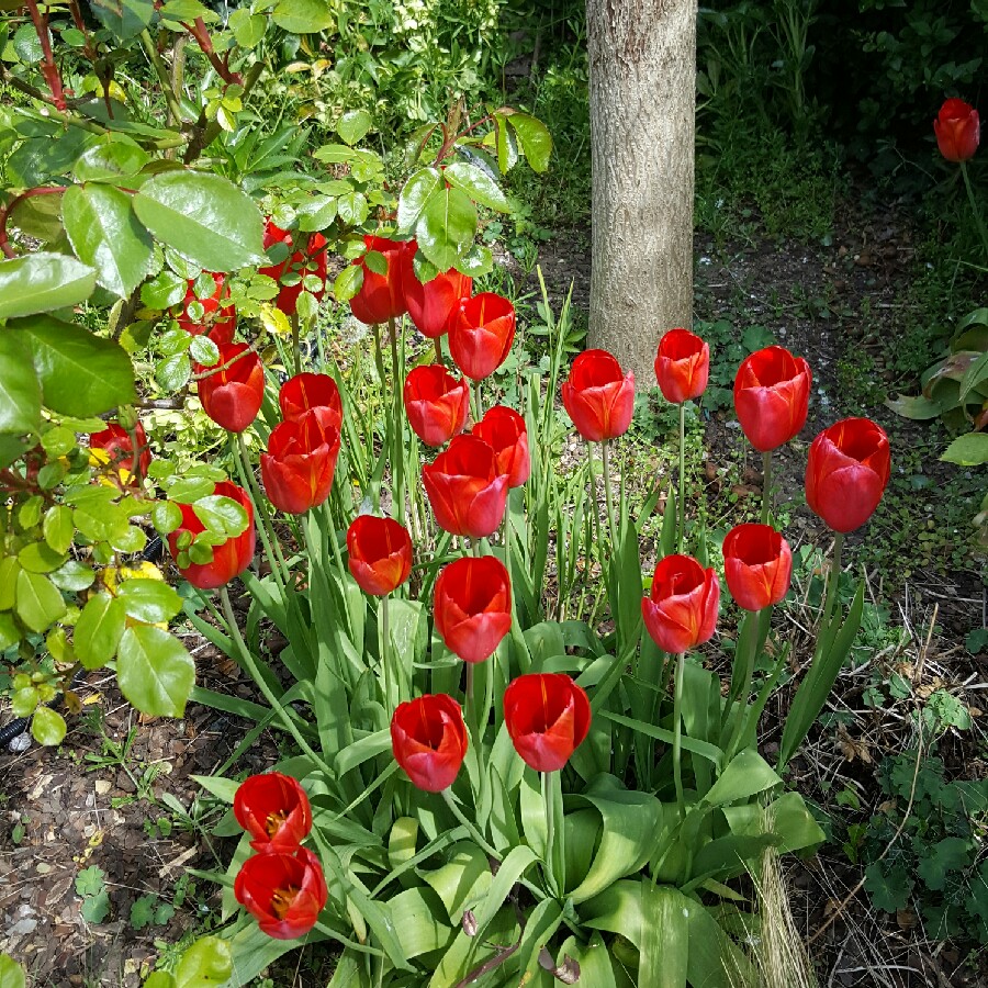 Plant image Tulipa 'Apeldoorn'