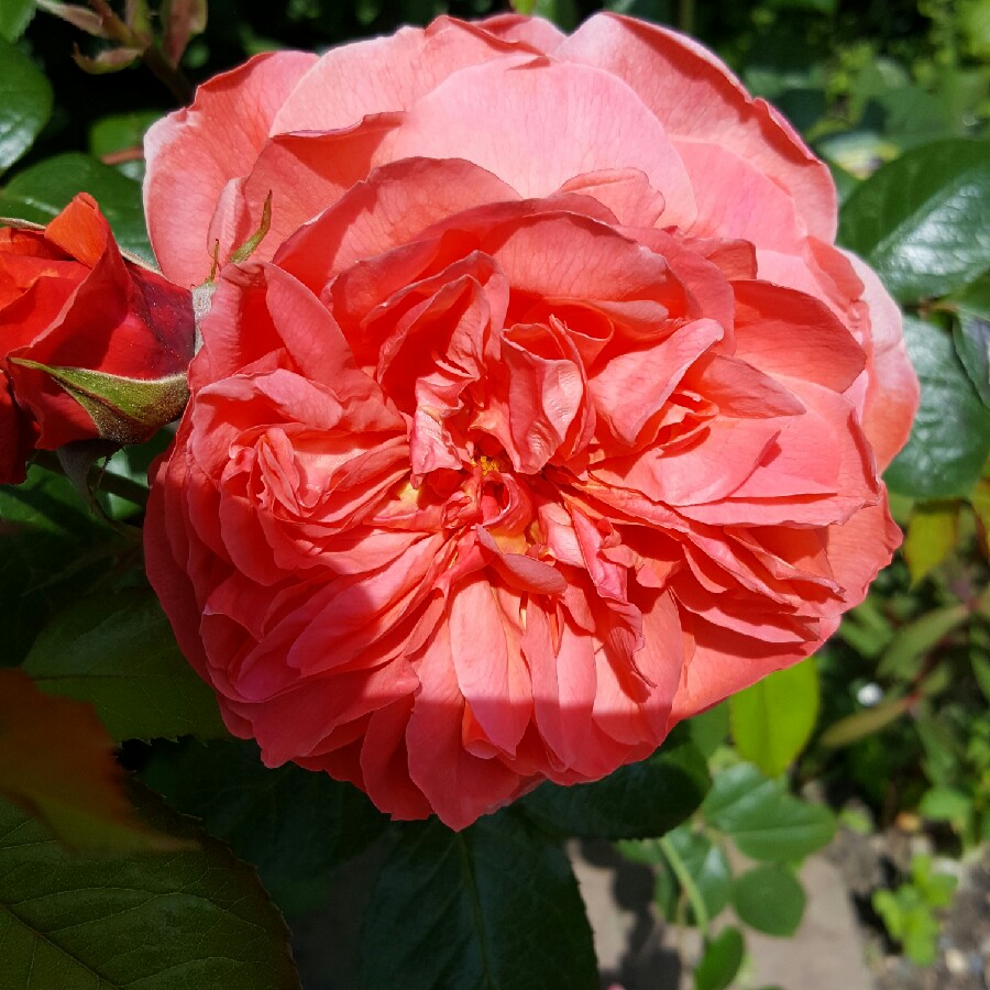 Plant image Rosa 'Austango' syn. Rosa 'Summer Song'