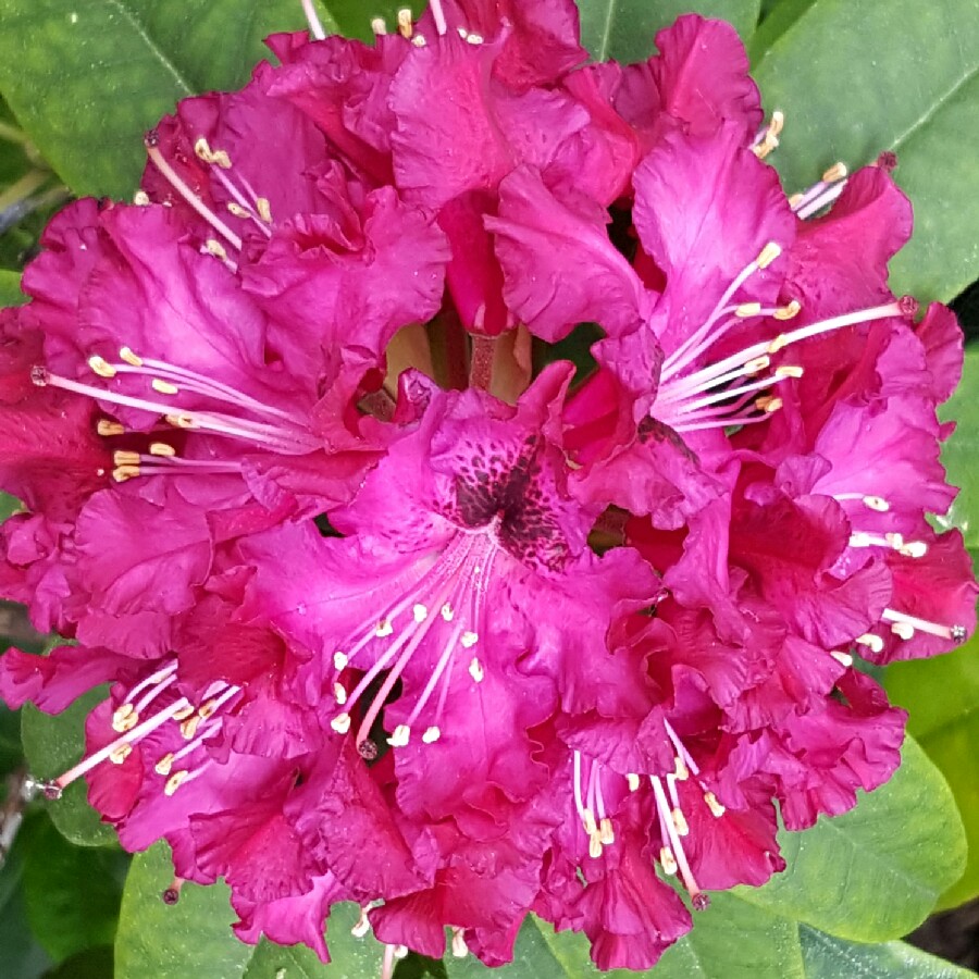 Plant image Rhododendron 'Dufthecke White' INKARHO