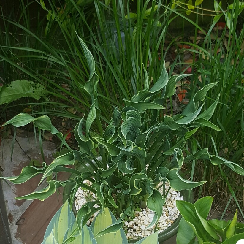 Plant image Hosta 'Praying Hands'