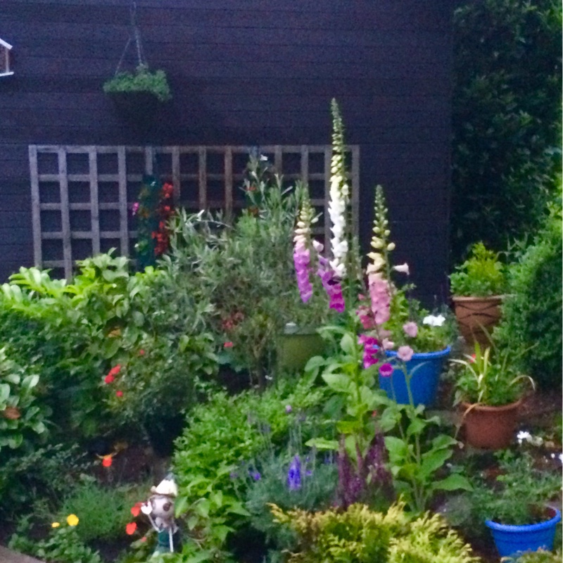 Lesley's garden