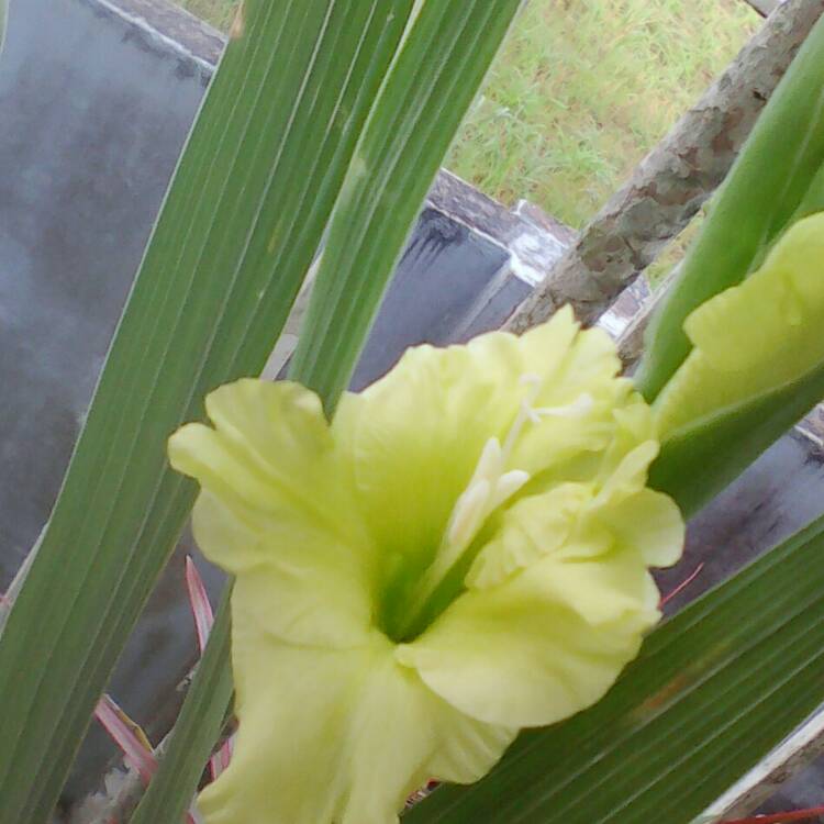 Plant image Gladiolus 'Green Star'