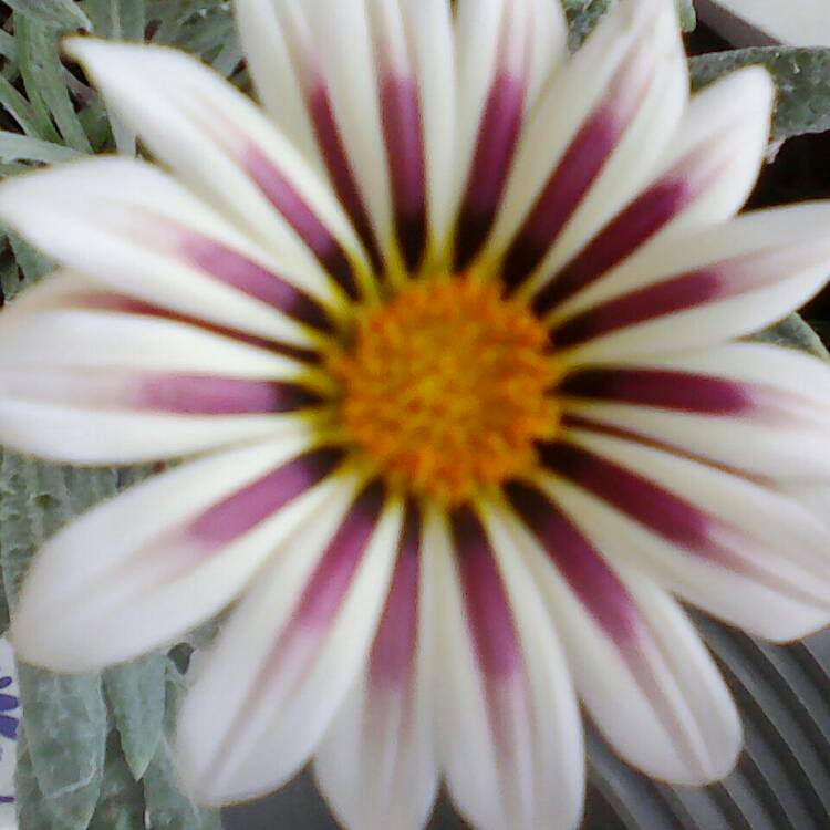 Plant image Gazania splendens 'Big Kiss White Flame'