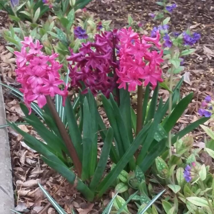 Plant image Hyacinthus orientalis 'Amethyst'