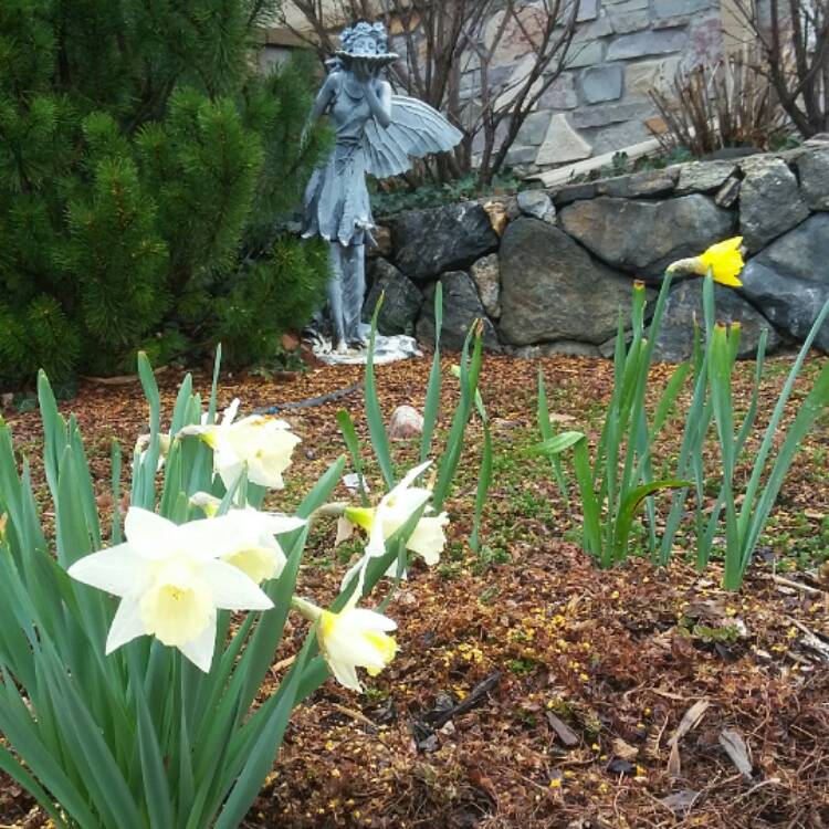 Plant image Narcissus 'Canaliculatus'