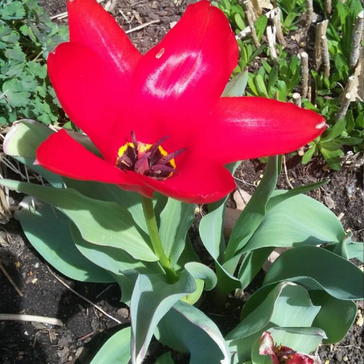 Plant image Tulipa 'Esperanto'