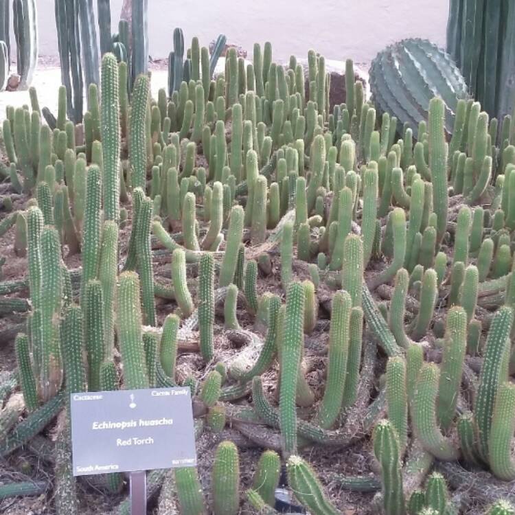 plant image 358947