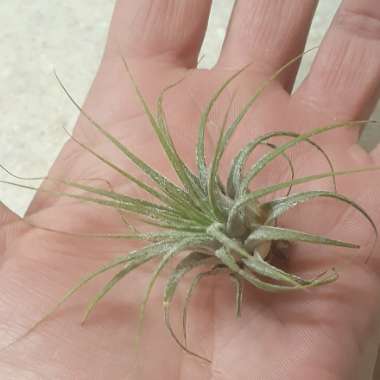 Airplant