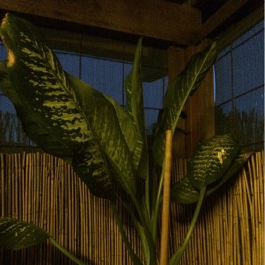 Dieffenbachia bowmannii