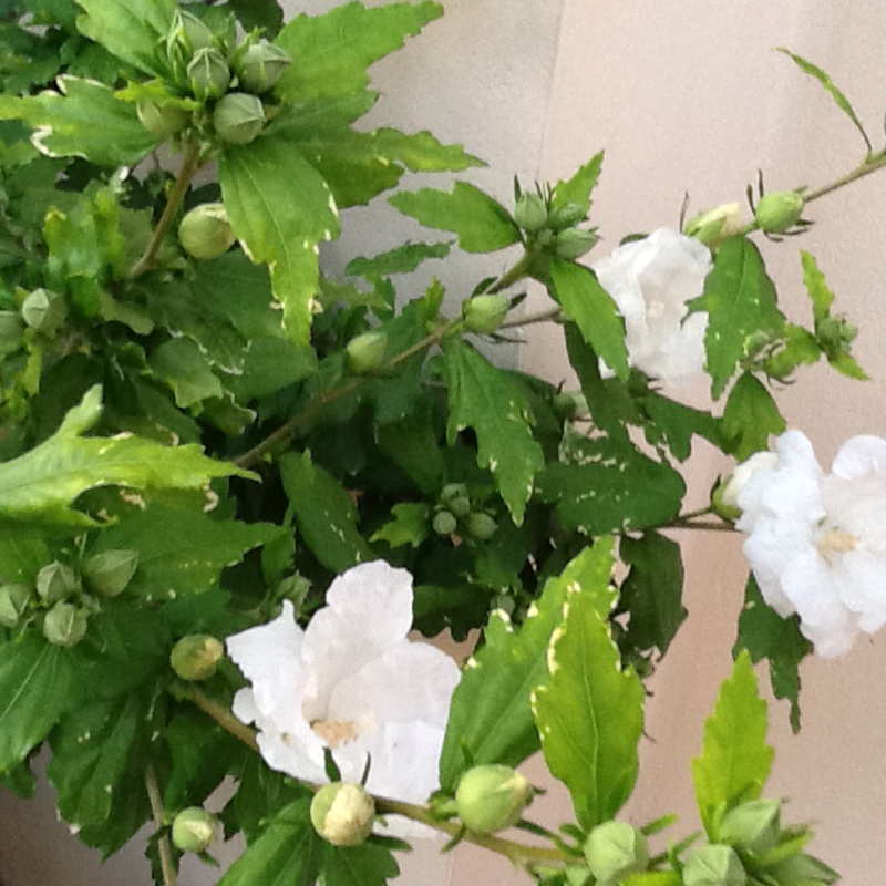 Plant image Hibiscus Syriacus 'Diana'