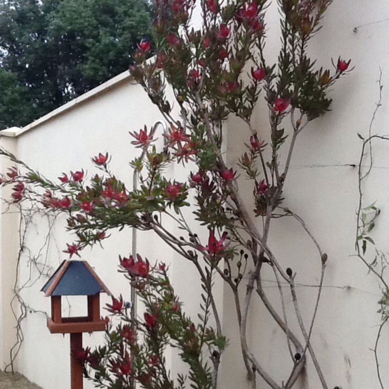 Leucadendron salignum x discolour 'Sixteen Candles'