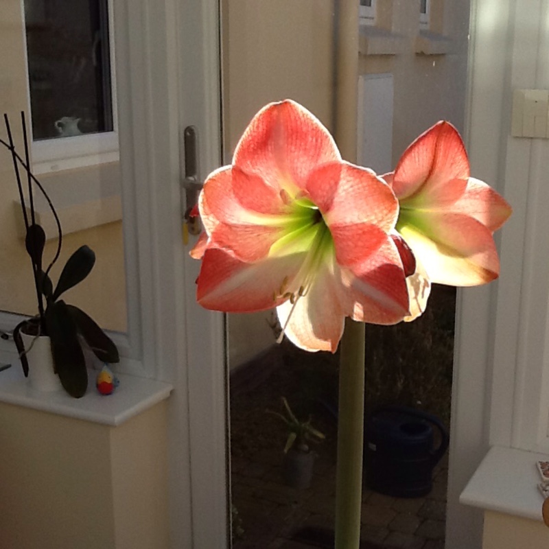 Plant image Hippeastrum 'Candy Floss'