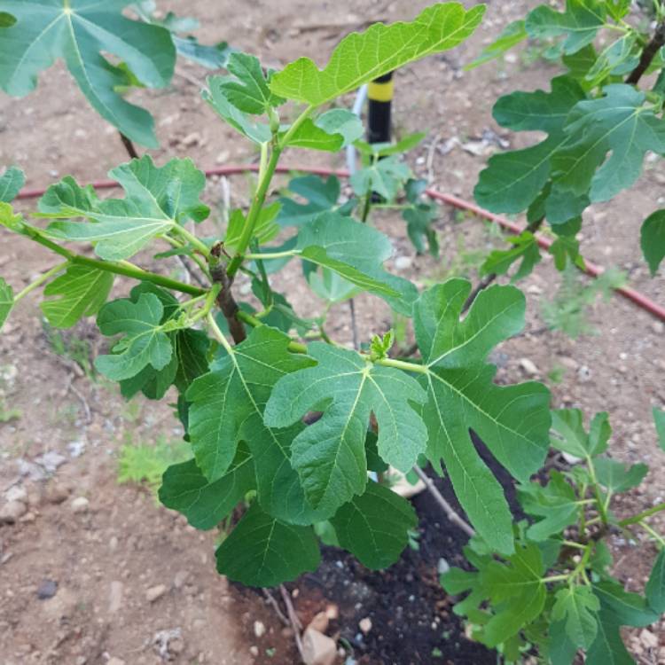 Plant image Sassafras albidum syn. Sassafras officinale syn.  Sassafras variifolium