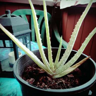 Aloe 'Blue Elf'