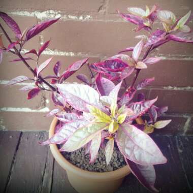 Alternanthera 'Little Ruby'