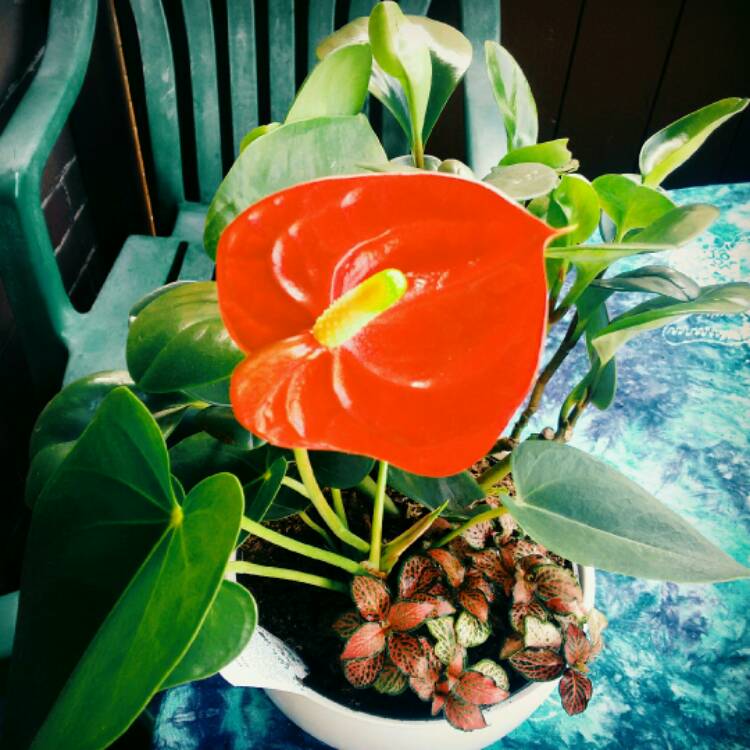 Plant image Anthurium (Andraeanum Group) 'Rijn200679' syn. Anthurium 'Princess Ariane Pride'